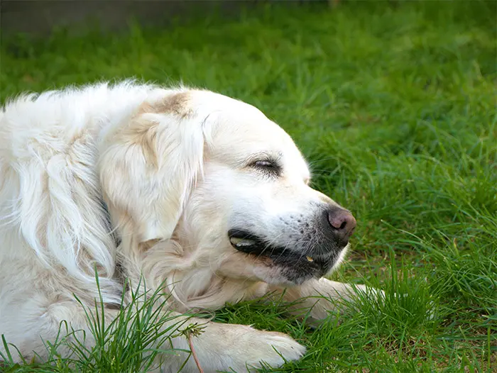 Golden Retriever serein machouillant un sabot.
